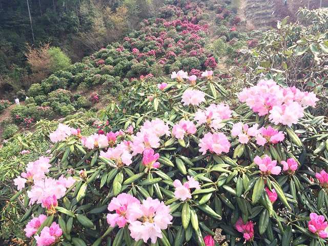 星の花公園の画像です