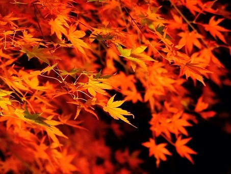 紅葉の画像です