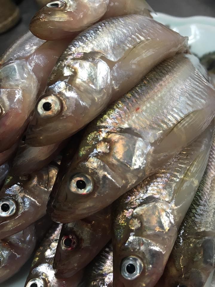 本柳葉魚