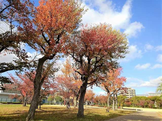 公園内の画像です