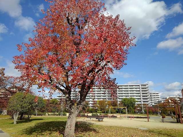 公園の遠景です