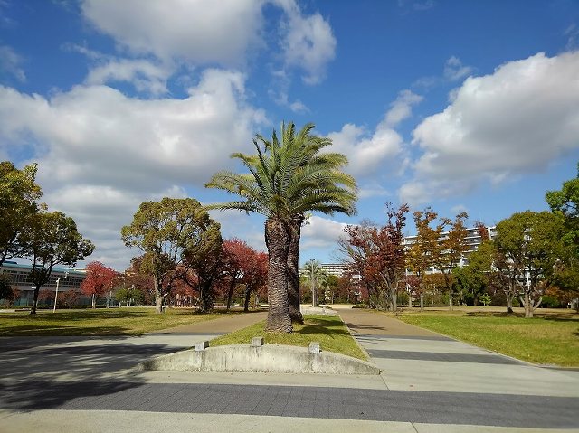 公園内の画像です