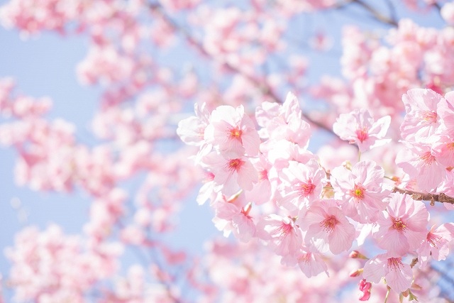 桜の画像です