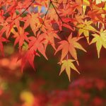 紅葉の画像です