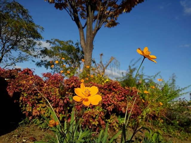 花壇の画像です